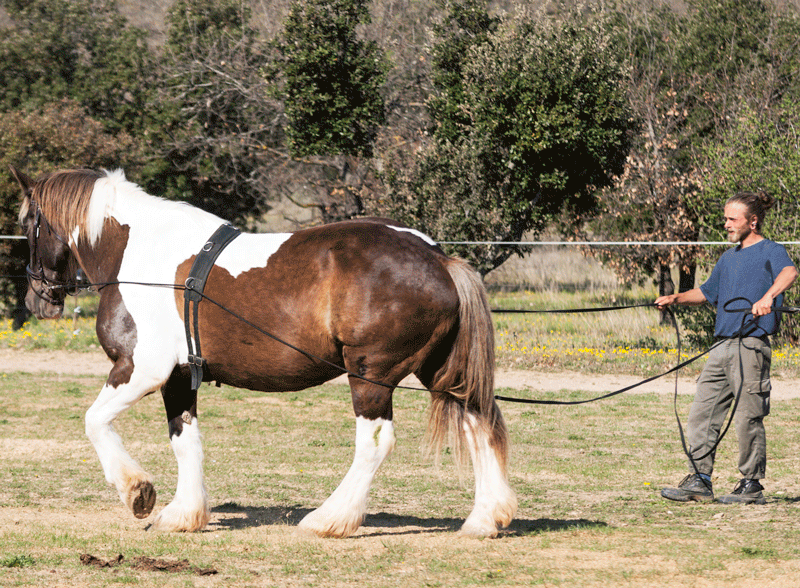 provence-hipposervices-cours-1